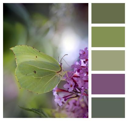 Common Brimstone Butterfly Insect Image